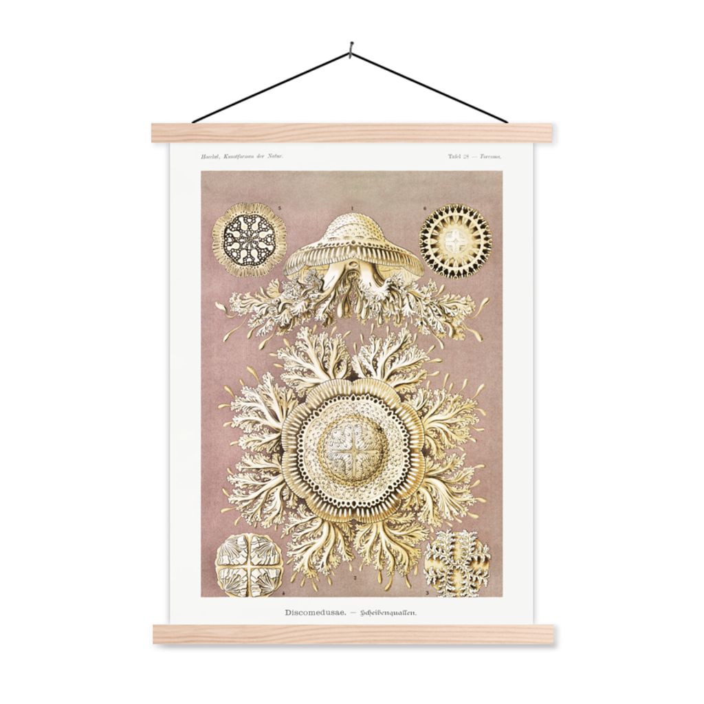 MuchoWow Textilposter Jahrgang - Ernst Haeckel - Qualle - Kunst 40x53 cm mit holzfarbenen Rahmen - Schlafzimmer