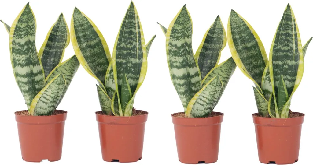 Set de 4 Sansevieria Superba H35-40cm - Langue de Belle-mère Originale