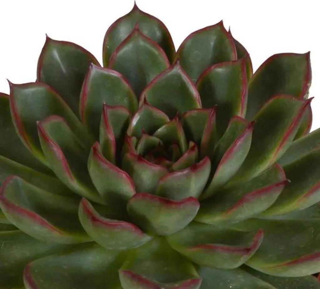 Succulente Inusable : Pack de 3 Echeveria Steinrose pour Main Grise