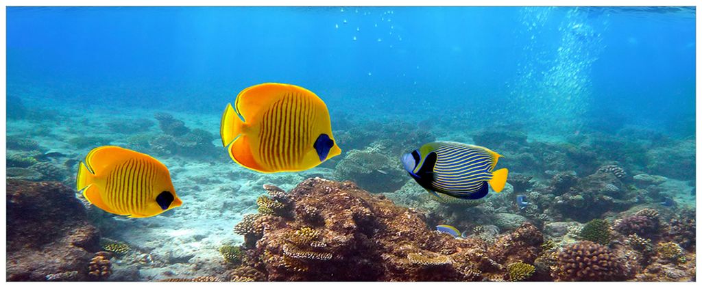 Wallario Premium Glasbild, freischwebende Optik, kräftige Farben, Größe 80 x 32 cm Motiv Bunte Fische im Meer