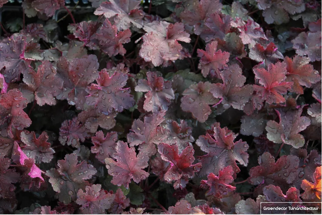 Heuchera Chocolate Ruffles : la solution pour jardin d'ombre - 6 plants