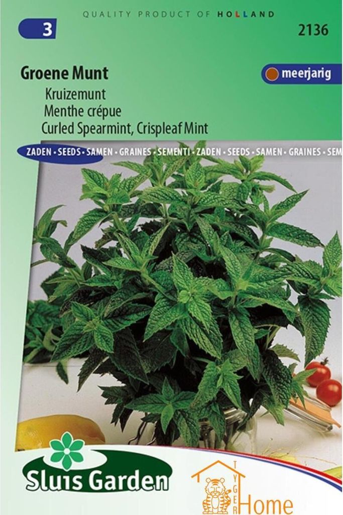 Grüne Minze Grüne Minze Samen - hohe Qualität für Tee, Cocktails, Desserts und mediterrane Gerichte - reich an Vitaminen und Antioxidantien