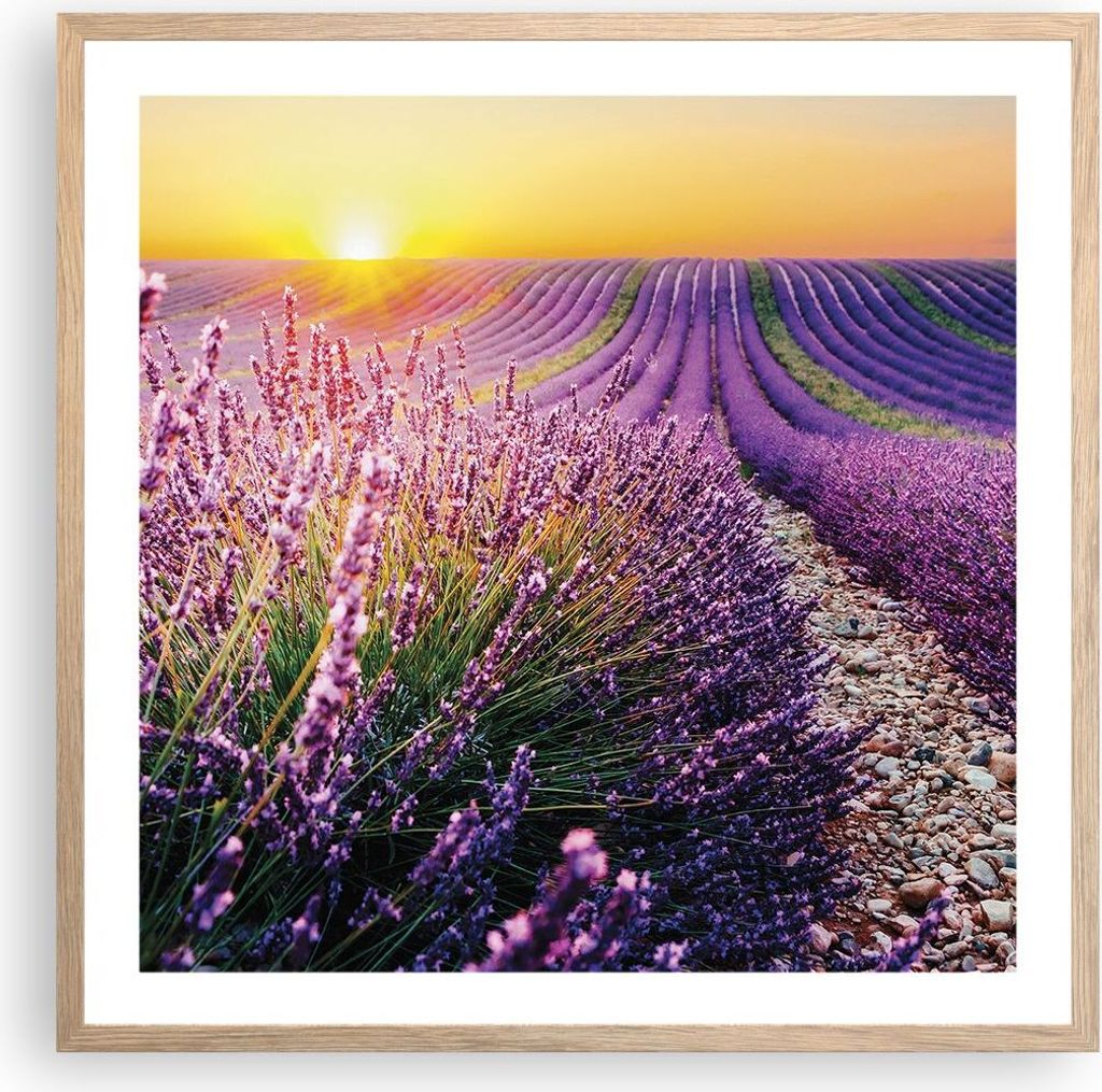 Gerahmtes Poster - Rahmen in heller Eiche - Feld Lavendel Sonne - 60x60 cm - Wand Bild - Wanddeko - Wandbilder - Kunstposter - Wandposter - Bilderr...