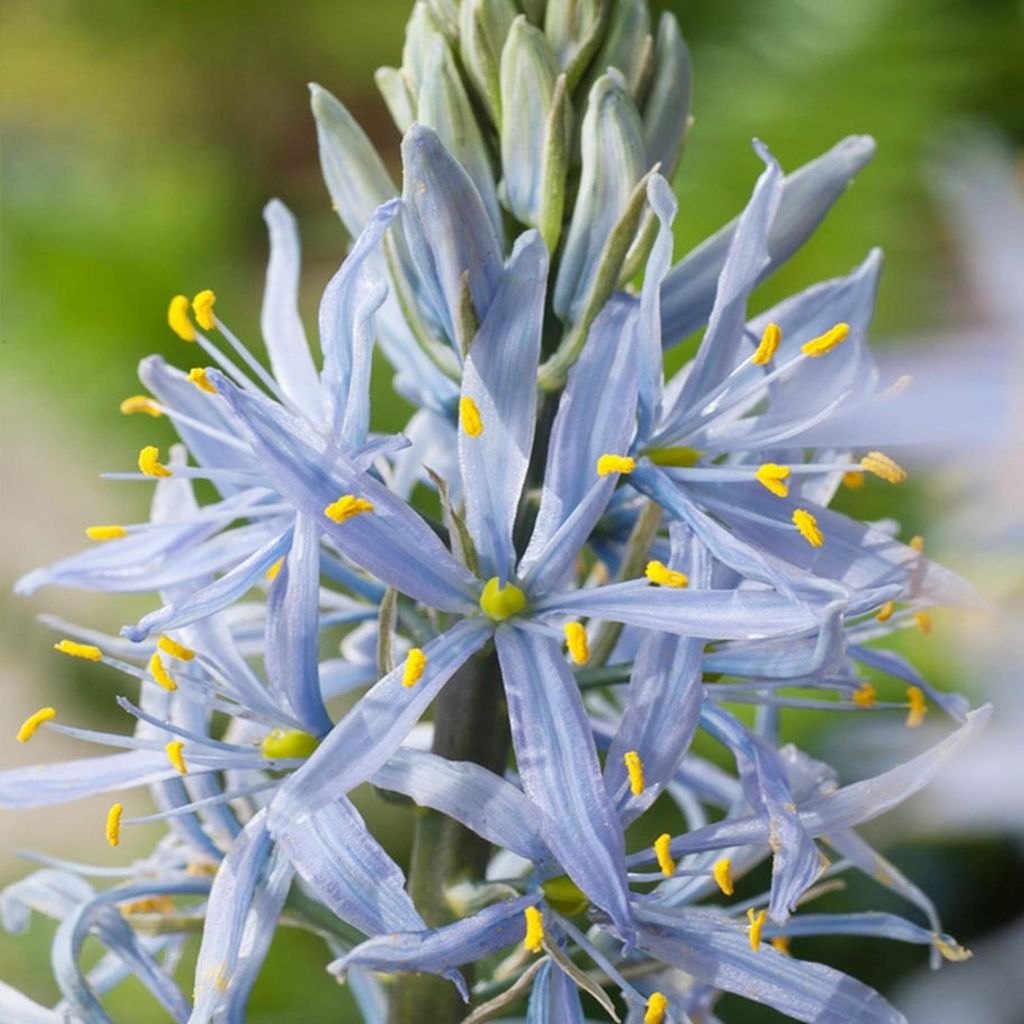 Camassia - Kamasja Cusickii 3 szt. Cebulki Cebule Kwiatowe Zdjęcie produktu 