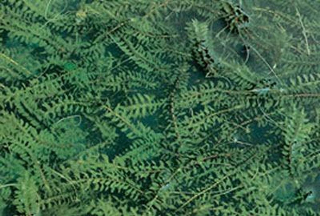 6 x Elodea canadensis - Kanadische Wasserpest - Topf 9 x 9 cm