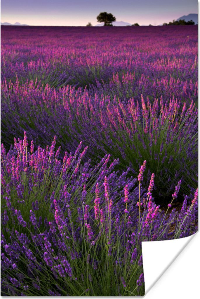 MuchoWow Poster Die Lavendelregion im französischen Mutterland 20x30 cm - Papierdruck