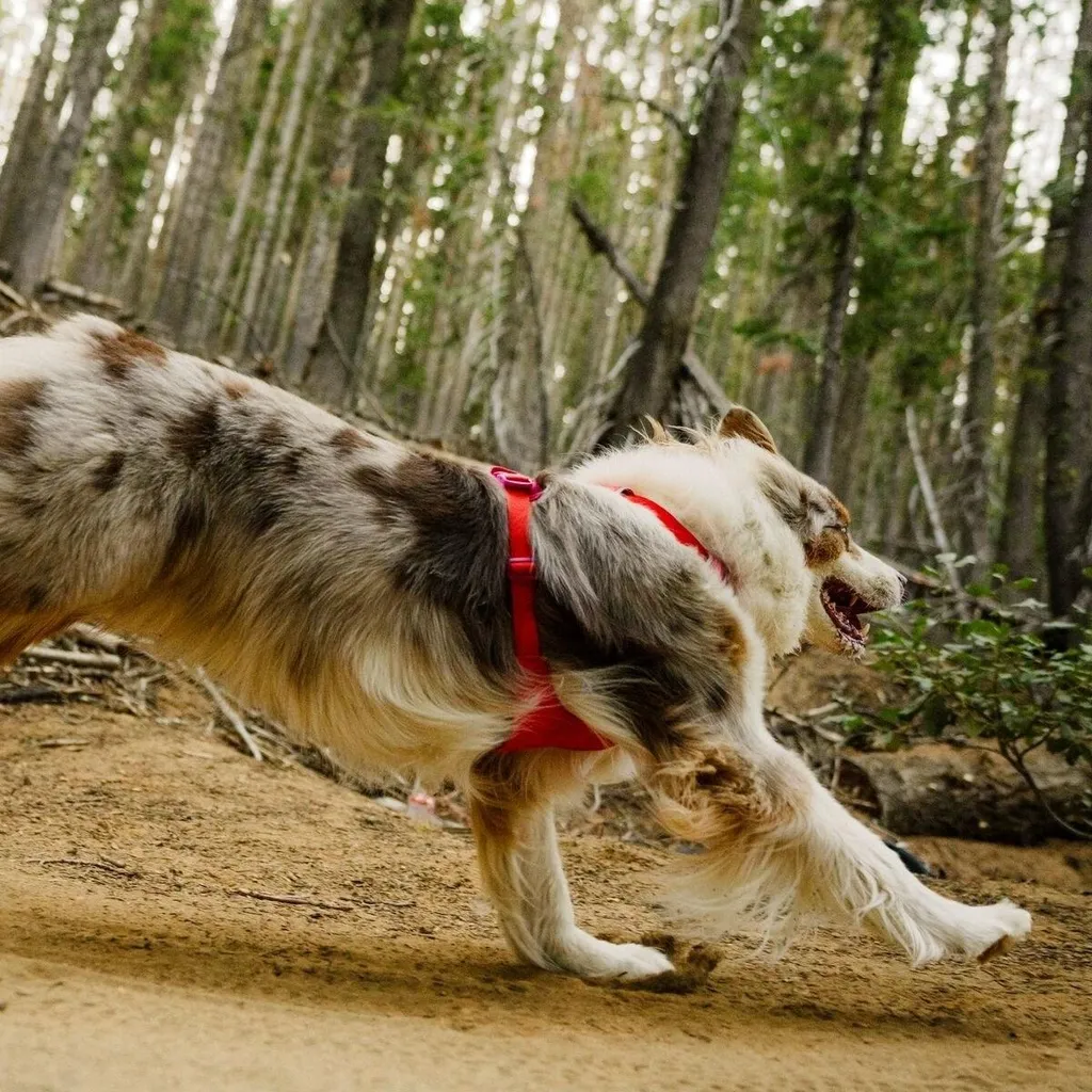 Collier Chien Confortable Ruffwear Front Range Flex Rose Anti-Irritation
