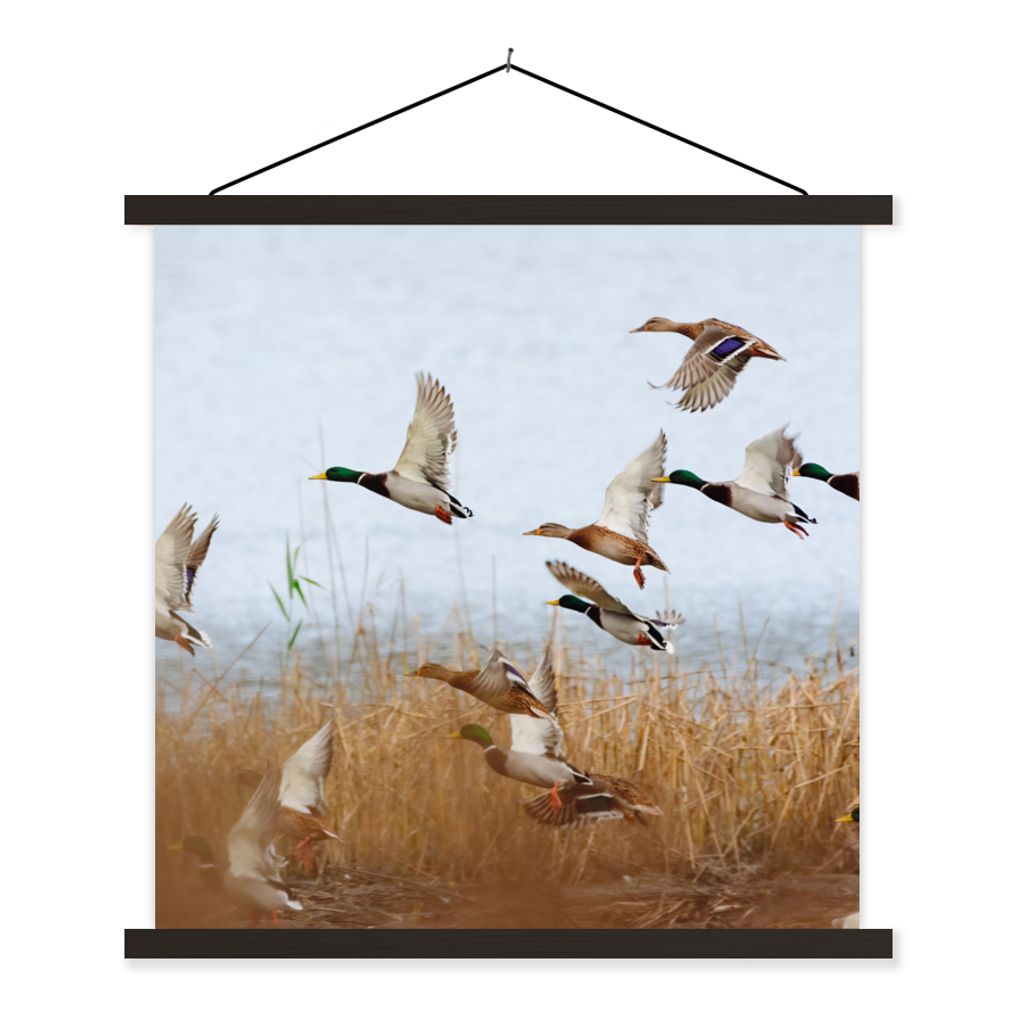 MuchoWow Textilposter Ente - Vogel - Schilf - Wasser - Enten 40x40 cm mit schwarzem Rahmen - Fotos