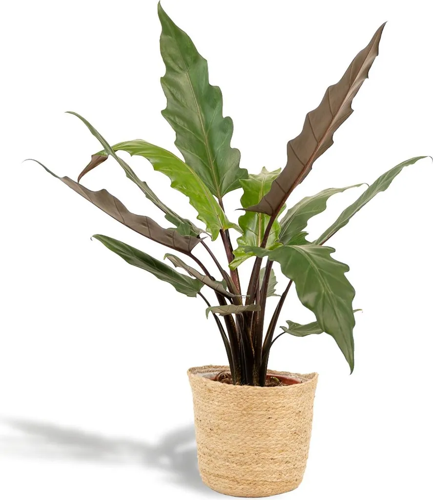 Alocasia Lauterbachiana 80cm: Pianta Indoor Purificante con Cesto