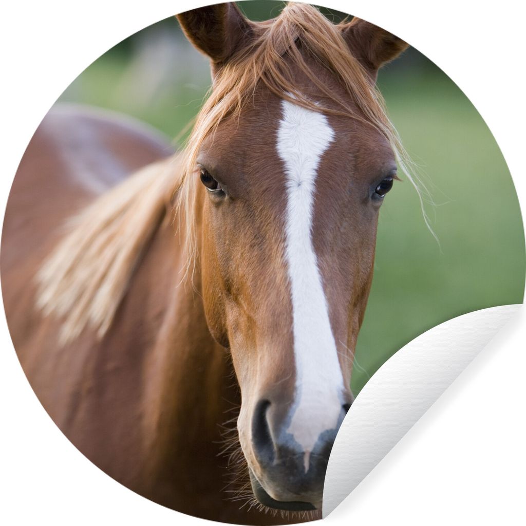 MuchoWow Runde Wandtattoo - Wandsticker Tapete Aufkleber Pferd - Natur - Porträt Ø 80 cm Selbstklebend und Repositionierbar - Wandaufkleber - K...