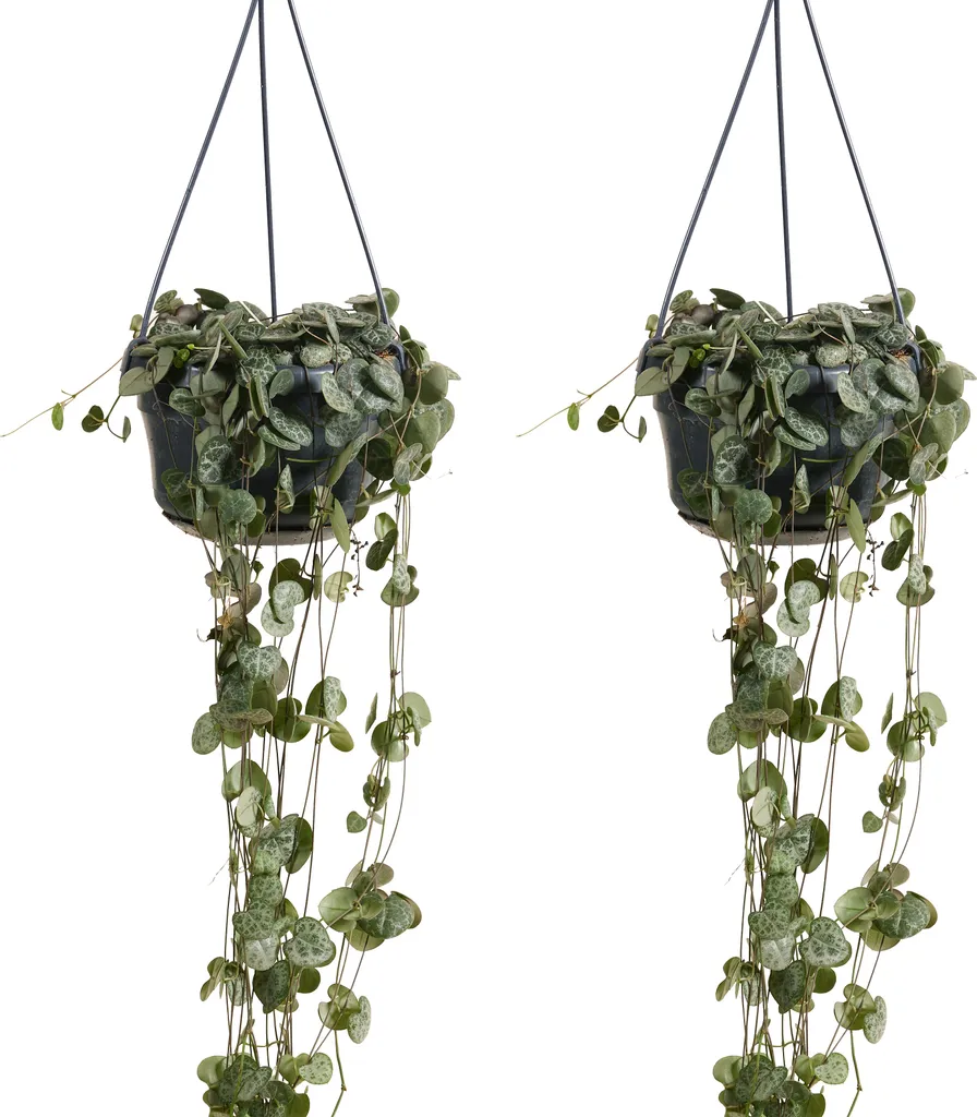 Plante Suspendue Ceropegia Woodii Lot de 2 Intérieur Facile Entretien