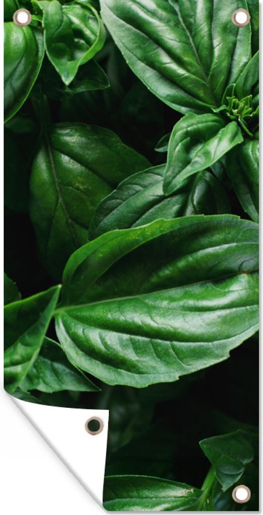 MuchoWow 80x160 cm Outdoor-Poster Gartendeko Sichtschutz Garten Poster für den Garten Nahaufnahme Basilikumblätter