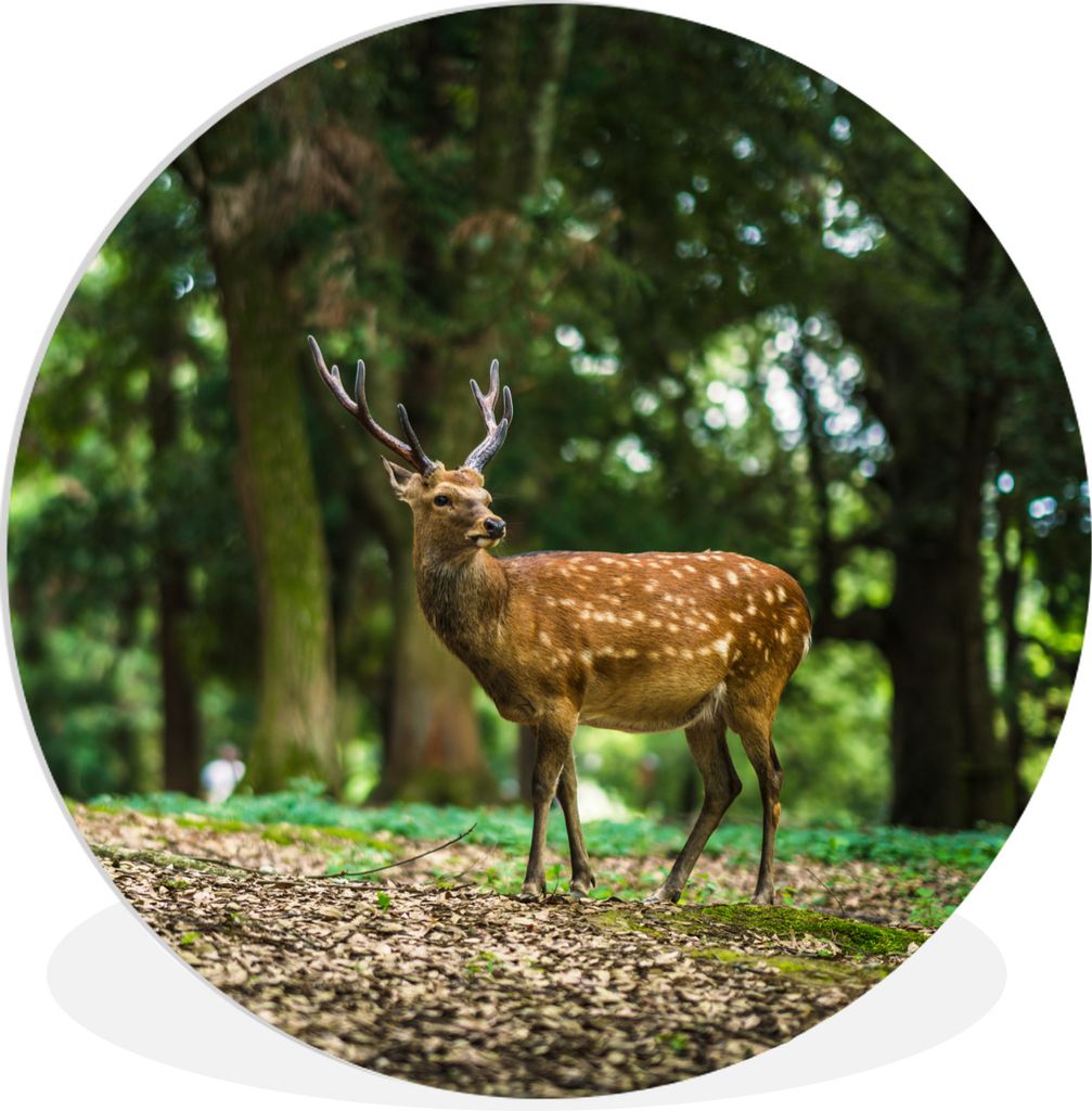 MuchoWow Rundes Wandbild - Runde Bilder Rotwild - Wald - Tier Ø 30 cm Kreis Wanddekoration Kunststoff - Wandkreis - Wandschmuck - Schlafzimmer -...