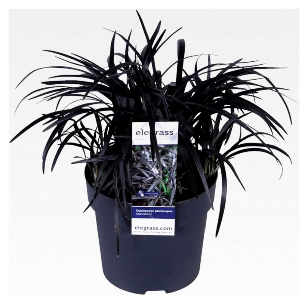 Ophiopogon planiscapus 'Niger' ca. 30 cm - Schwarzer Schlangenbart | Winterhart, Immergrün und Pflegeleicht