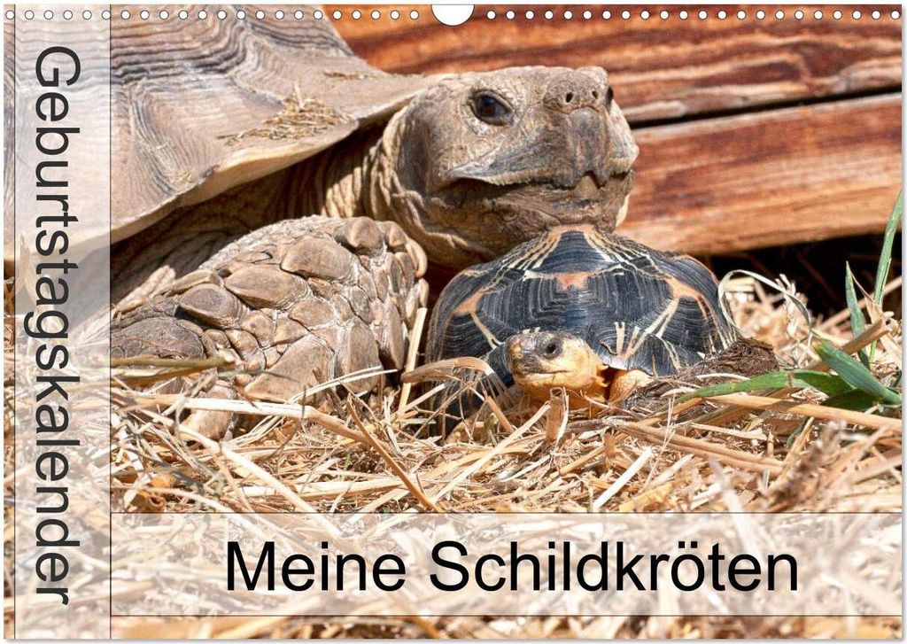 Meine Schildkröten - Geburtstagskalender (Wandkalender 2026 DIN A3 quer), CALVENDO Monatskalender