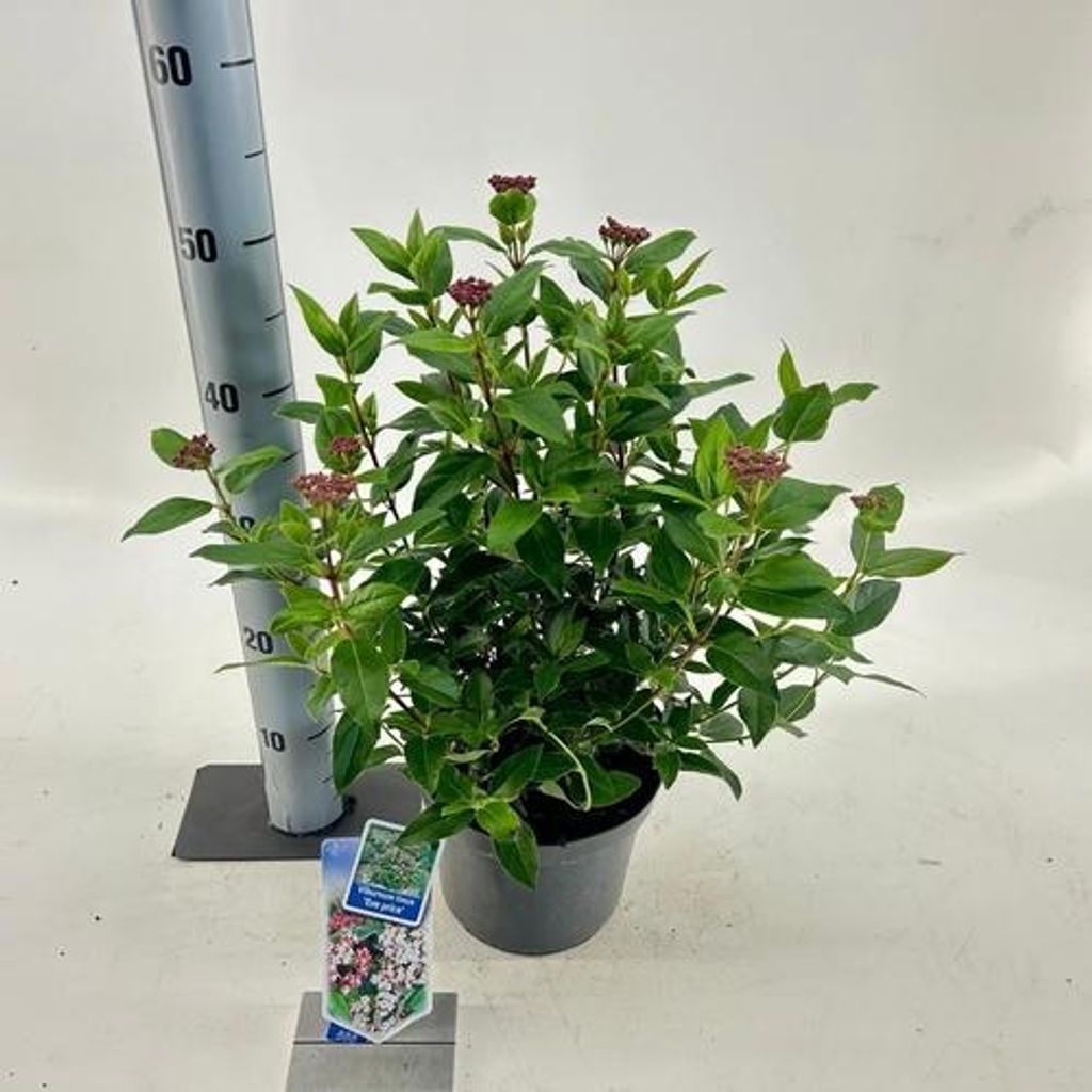 Viburnum tinus ‘Eve Price’ - Lorbeer-Schneeball | 30-40 cm im Topf