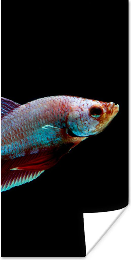 MuchoWow Poster Fische - Tiere - Licht 60x120 cm