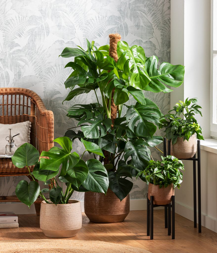 glückskastanie pachira aquatica Glückskastanie (Pachira aquatica) kaufen
