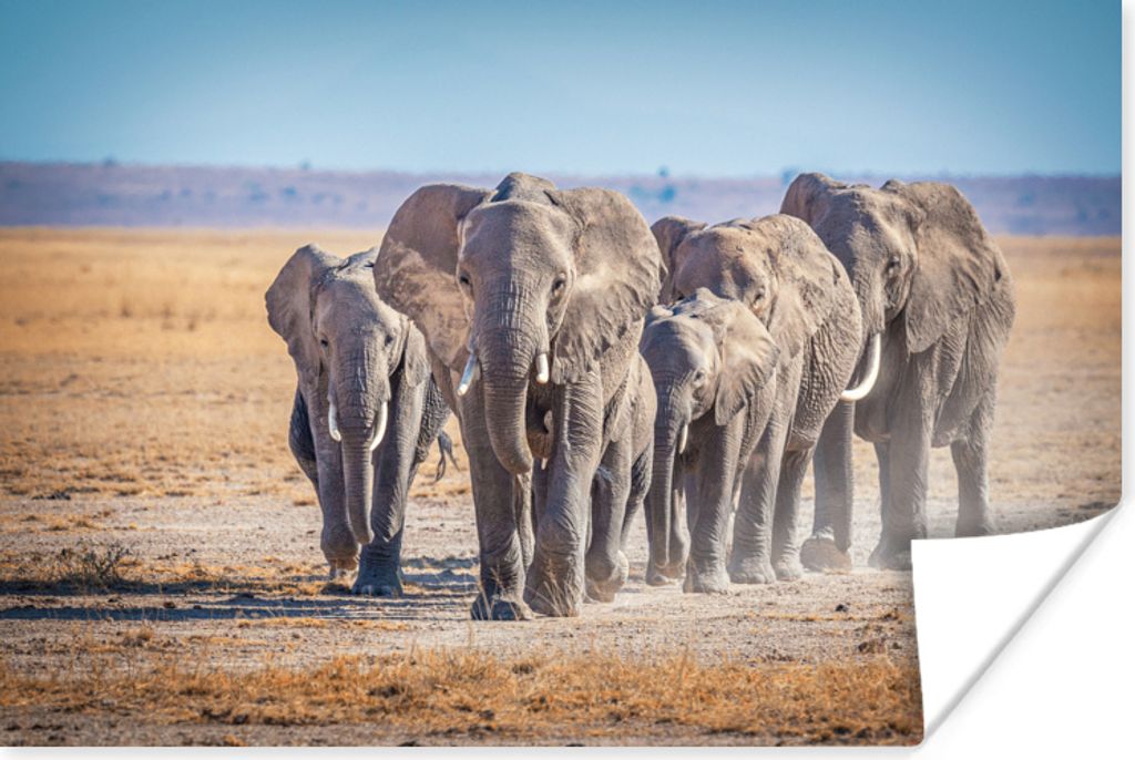 MuchoWow Poster Elefant - Sand - Afrika 180x120 cm - Fotoplakat