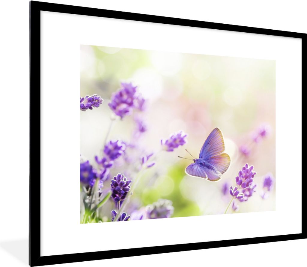MuchoWow Gerahmtes Poster Lavendel - Schmetterling - Blumen 80x60 cm - Poster mit Schwarzem Bilderrahmen Wandposter Rahmen Foto Bilder - Schlafzi...