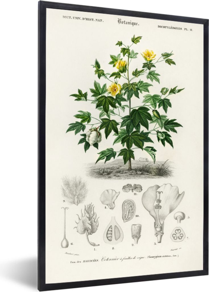 MuchoWow MuchoWow Gerahmtes Poster Pflanze - Blume - Botanik 20x30 cm - Poster mit zchwarzem Bilderrahmen - Drucken - Bilder Poster im Rahmen