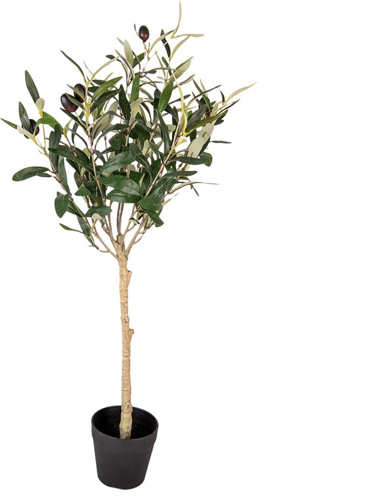 thuja 2000 Thuja Essential Oil