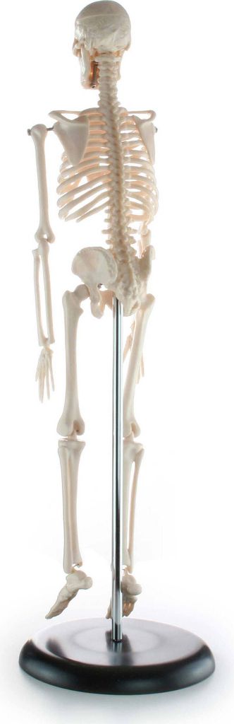 Kleines Skelett, ca. 45 cm, Anzahl: 1 Stück Produktbild 7