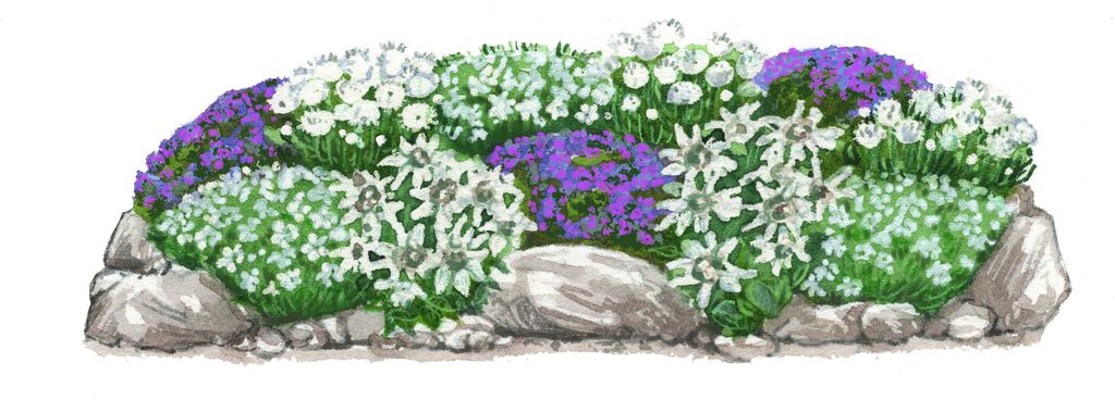 Dehner Bio Stauden-Set Alpengarten, je 3x Grasnelke weiß / Teppich-Glockenblume / Heide-Nelke Albus / Alpen-Edelweiß, mehrjährige Gartenstauden,...