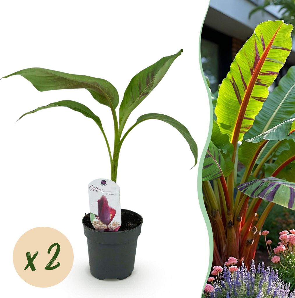 GreenboutiQ - Obstpflanze - Bananenpflanze - Musa sikkemensis Red Tiger - Winterhart - 2 Pflanzen - Topf 12cm Höhe 30cm
