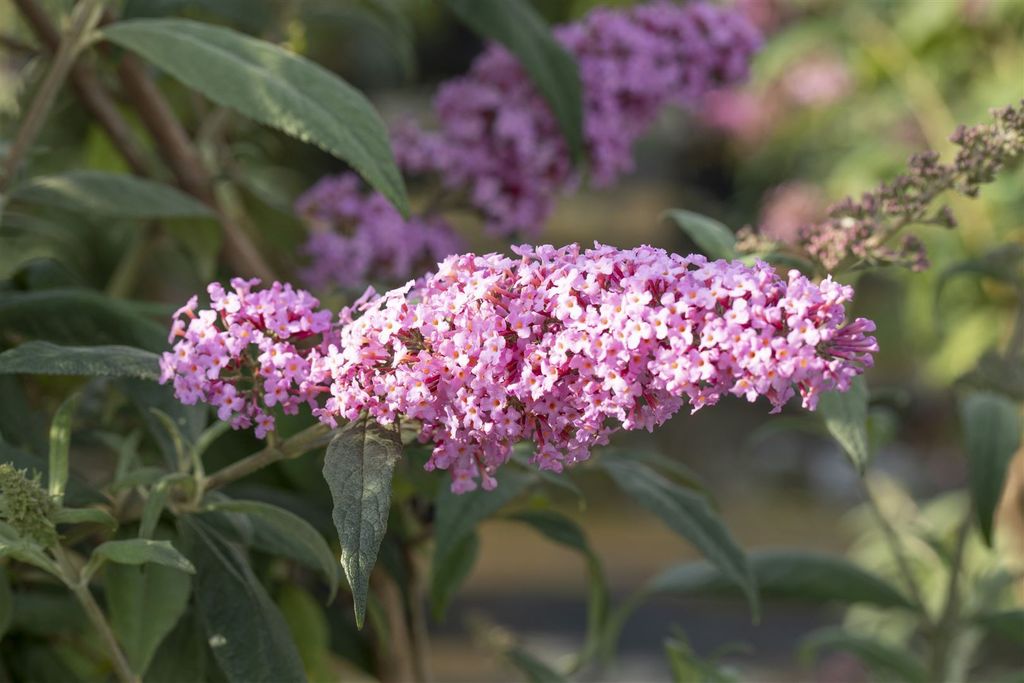Buddleja davidii 'Fascination', Schmetterlingsflieder, lavendelblau, 40–60 cm