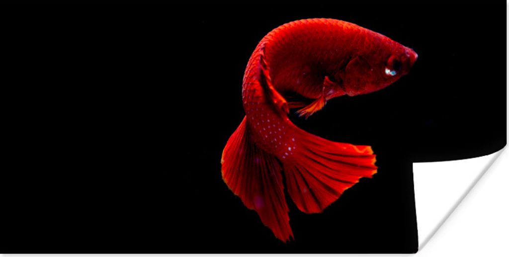 MuchoWow Poster Fisch - Meerestier - Schwanz - Rot 120x60 cm - Bild