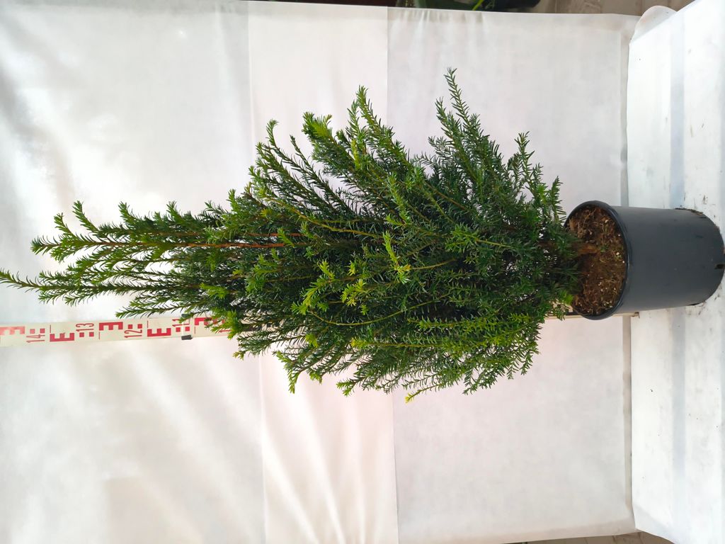 Taxus baccata 130–170 cm Eibe immergrün winterhart Heckenpflanze Formschnitt