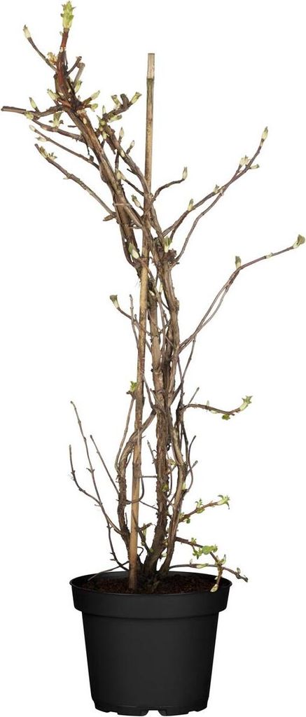 Hydrangea petiolaris, Kletterhortensie, 40–60 cm