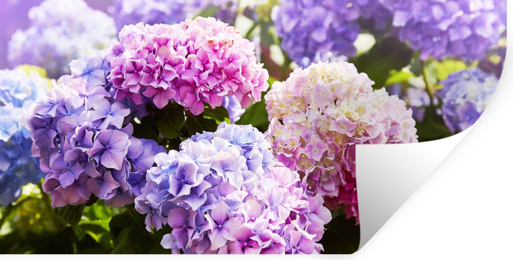 MuchoWow Wandtattoo Wandsticker Wandaufkleber Blumen - Hortensie - Rosa - Blätter - Sonne 40x20 cm Selbstklebend und Repositionierbar - Aufkleber