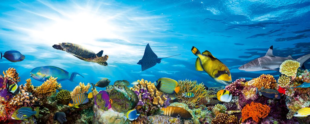 Fototapete - Fish 375x150cm - Vliestapete