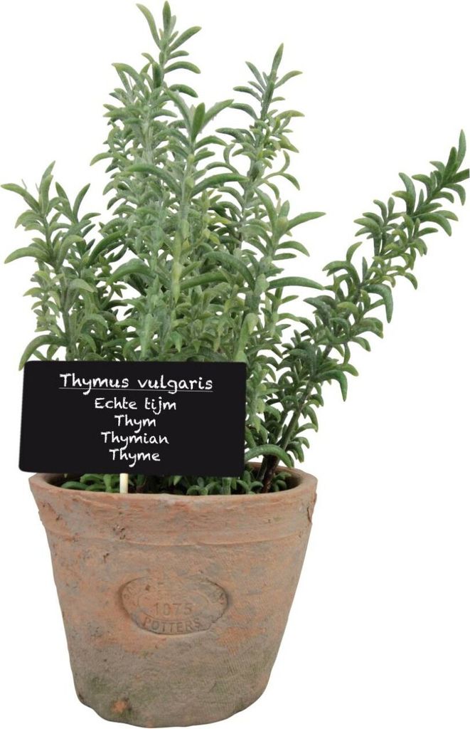 Esschert Design Kunst-Thymian in AT Topf L; AH002