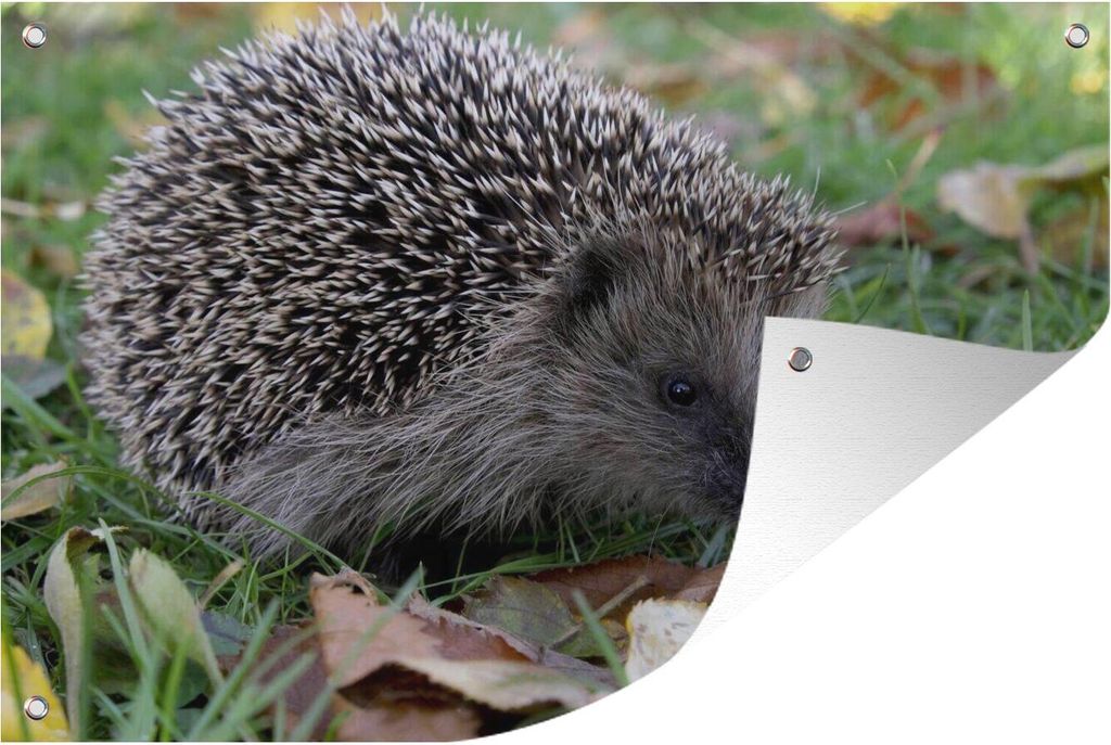 MuchoWow 90x60 cm Outdoor-Poster Gartendeko Sichtschutz Garten Poster für den Garten Igel im Gras