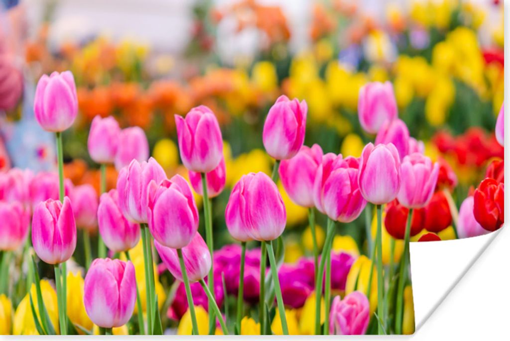 MuchoWow Poster Tulpen - Farben - Frühling 90x60 cm - Schlafzimmer