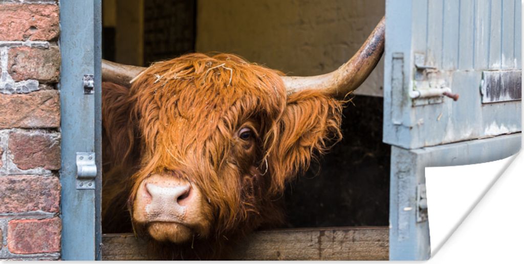 MuchoWow Poster Schottischer Highlander - Bauernhaus - Scheune 150x75 cm - ohne Rahmen