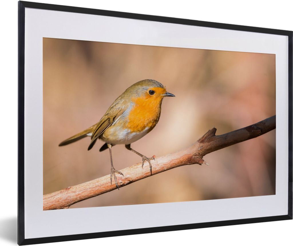 MuchoWow Gerahmtes Poster Vogel - Zweig - Rotkehlchen 60x40 cm - Poster mit Schwarzem Bilderrahmen Wandposter Rahmen Foto Bilder - Schlafzimmer -...