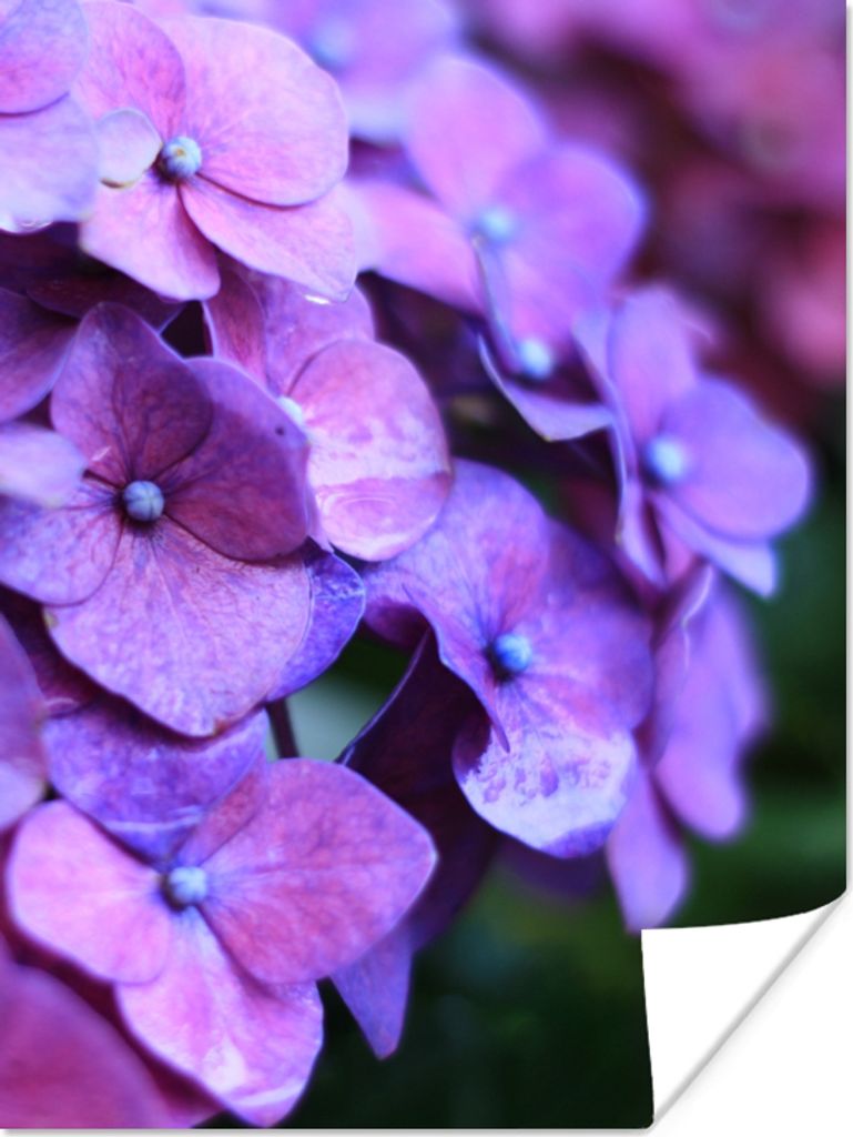 MuchoWow Poster Blumen - Lila - Hortensie - Natur - Blütenblätter 60x80 cm - Schlafzimmer Dekoration