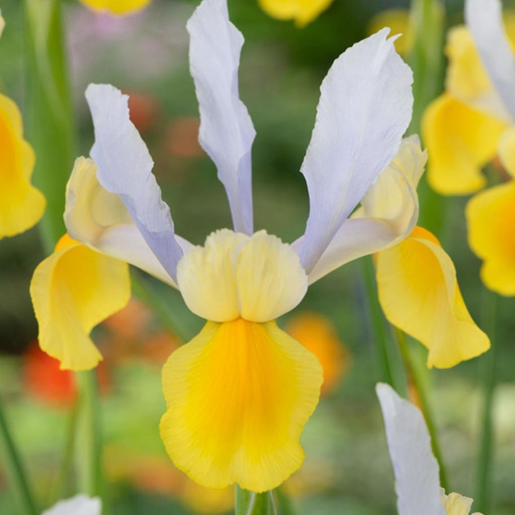 Iris Iris olandese Symphony 10 pz. Iris Bulbi Piantine Immagine del prodotto 