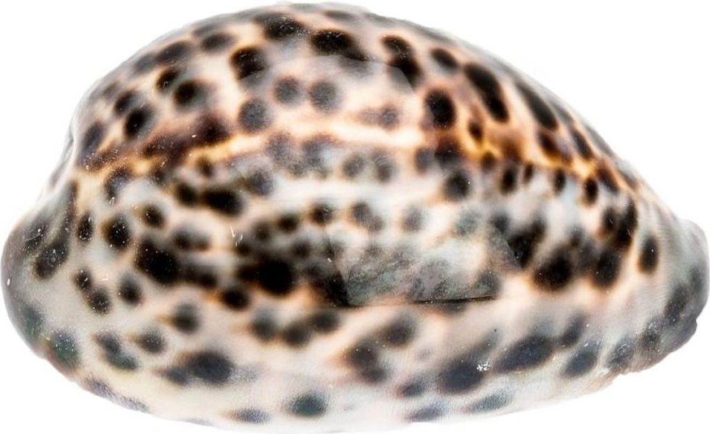 Kauri-Tigerschnecke Cypraea tigris Deko Muschel 5cm Produktbild 