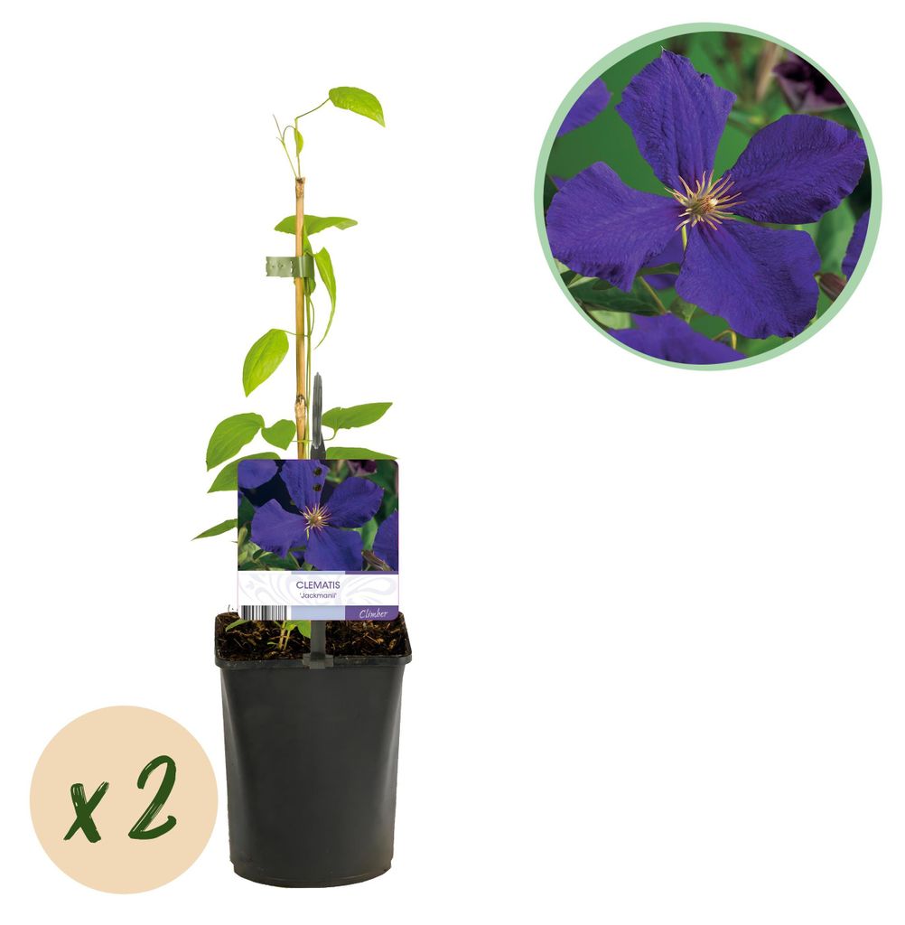 GreenboutiQ - Kletterpflanze - Clematis Jackmanii - Blüte Blau - Wenig Pflege - 2 Pflanzen - Topf 11cm Höhe 40cm