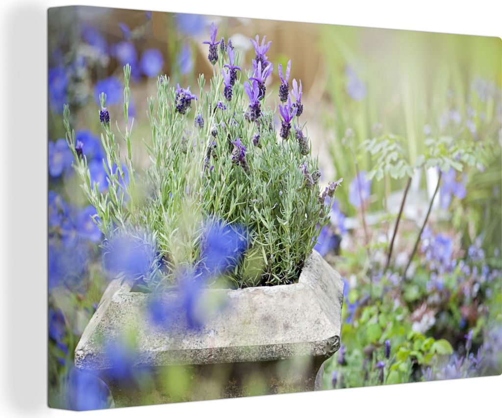 OneMillionCanvasses - Leinwandbilder - 150x100 cm, Nahaufnahme von Lavendel in einem Garten, Wandbilder Kunstdruck Wanddekoration