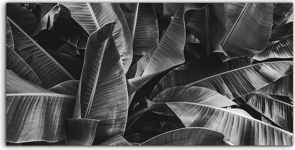 Coloray Spritzschutz aus Glas 120x60 Wandkunst Küchenrückwand Wand Kunst Bild Tropische Palmen Natur