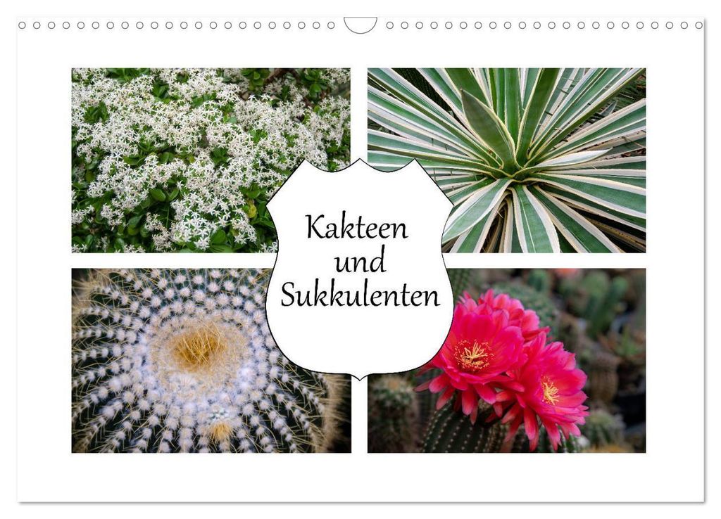 Kakteen und Sukkulenten (Wandkalender 2027 DIN A3 quer), CALVENDO Monatskalender