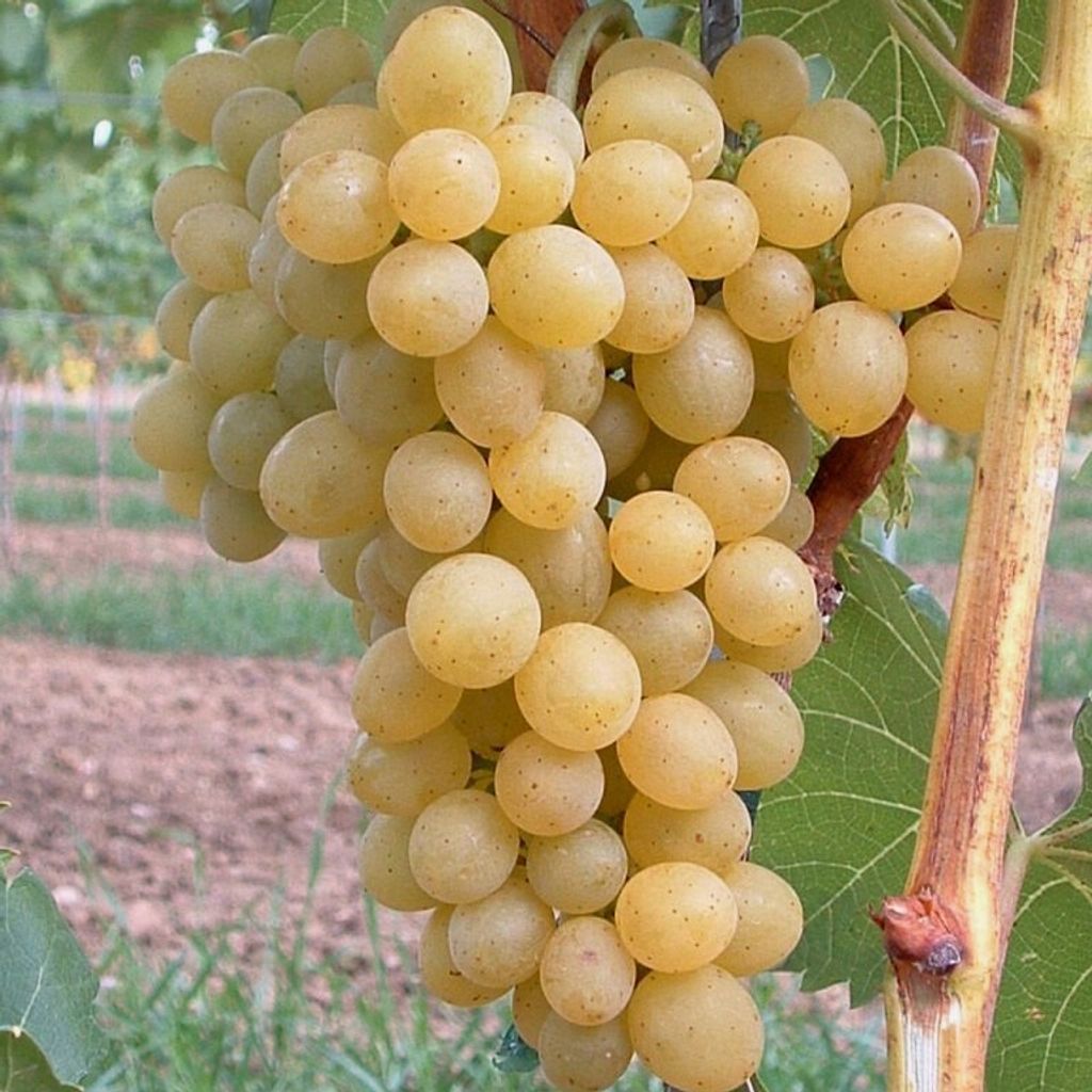 Glenora gelbe saftige Traube pilzfeste Weinrebe 60-100 cm 3,5 Liter Topf