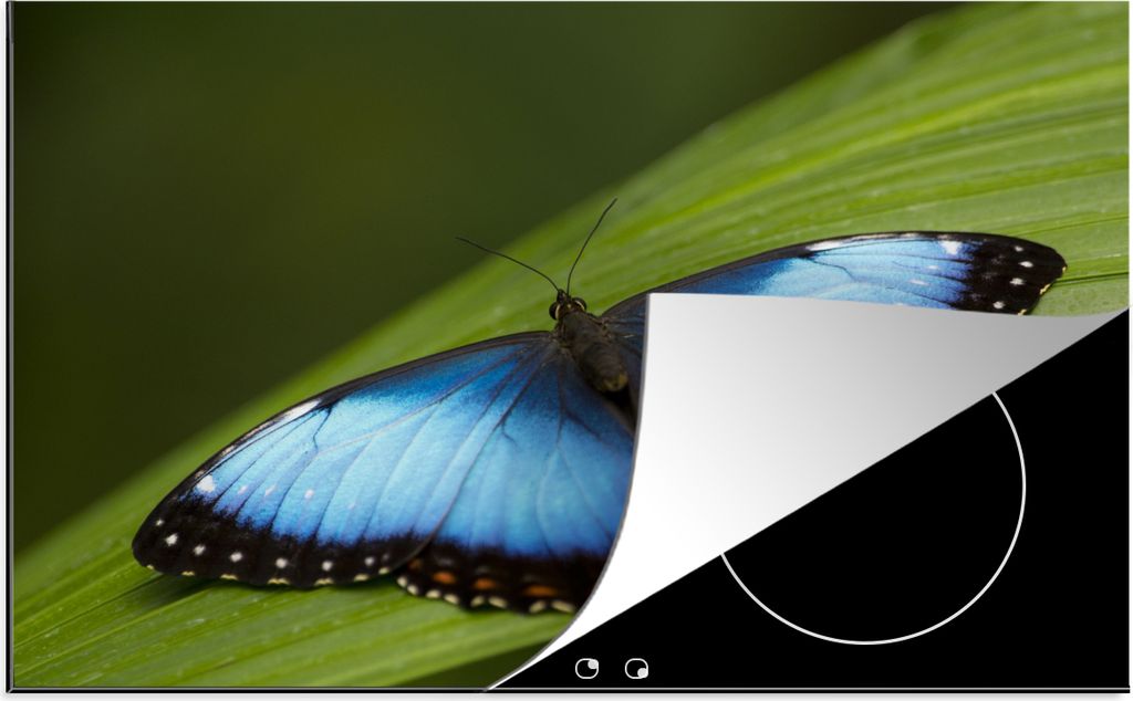 KitchenYeah Herdabdeckplatte Morpho Schmetterling auf Blatt , 80x52cm, Küche Deko, Glaskeramikkochfeld Herdabdeckung, Abdeckplatte fùr Kochfeld