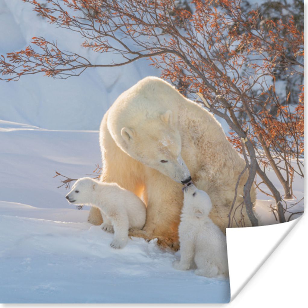 MuchoWow Poster Eisbärin mit ihren Jungen im Schnee 75x75 cm - Wand Dekoration